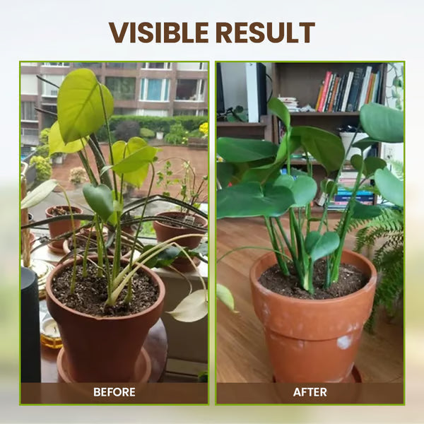 🔥Seasonal Promotion🔥Yegbong® Soil Pro Activator