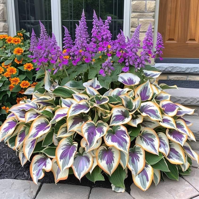 🔥Last day clearance🔥Premium Rare Hosta Seeds🌌Shade-Tolerant Plant
