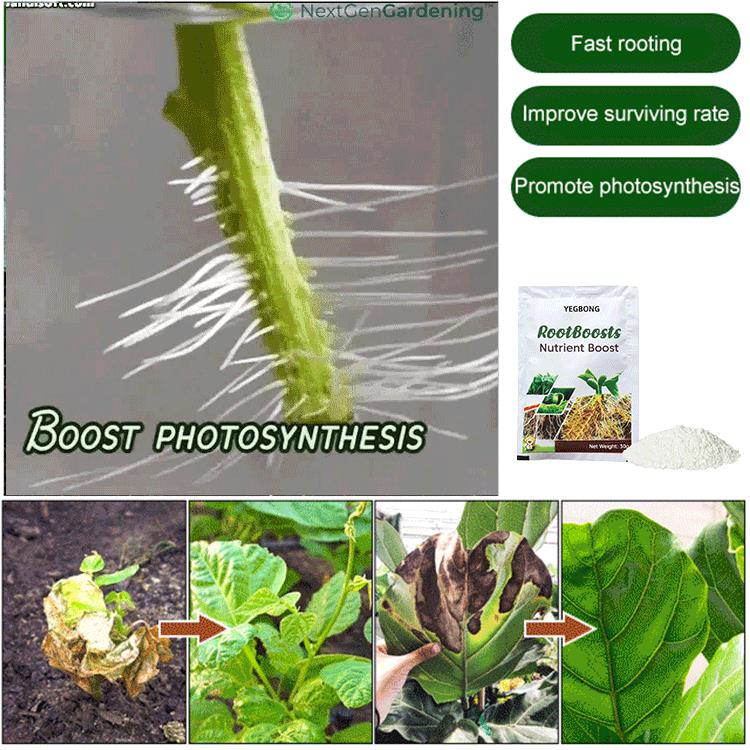 ✨Plant Hair Root Growth Nutrition Powder